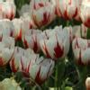 Tulipa Happy Generation Buy Plants At Coolplants