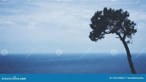 Lonely Pine Tree On Background Sea Scape Waves Of Blue Quiet Ocean