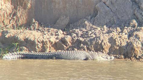 Craig Robertson of River Cruises CQ on Fitzroy River crocodiles | The ...