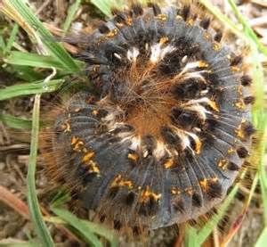 Hvilken Sammenrullet Larve Naturbasen