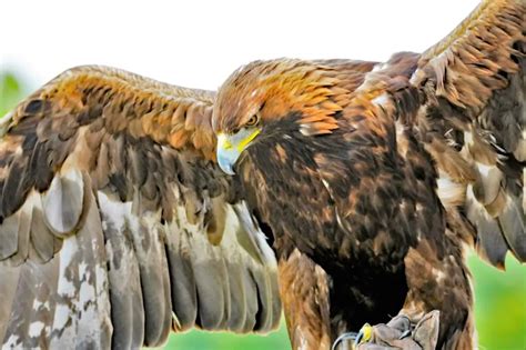 How to Identify a Red Tailed Hawk in 4 Easy Steps Compare vs turkey