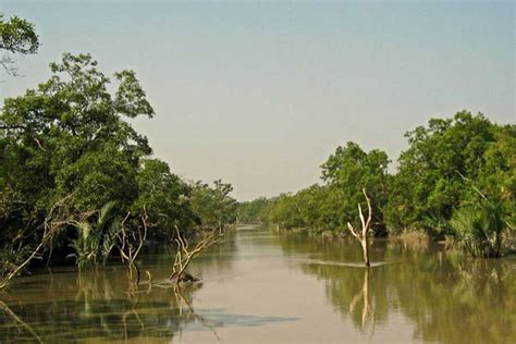 Sundarban Wildlife Gets Extended Sanctuary The Financial Express