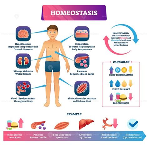 Homeostasis vector illustration - VectorMine