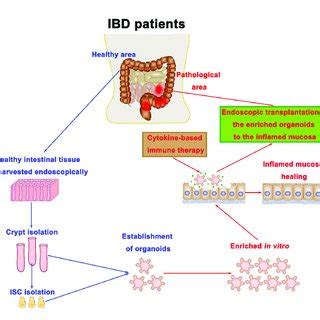 Intestinal Organoid Immune Cell Co Culture Models A Crypts Are