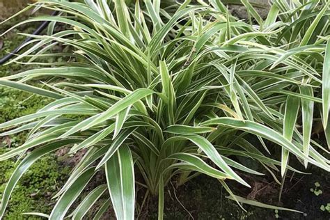 How To Grow And Care For Spider Plants Gardener’s Path