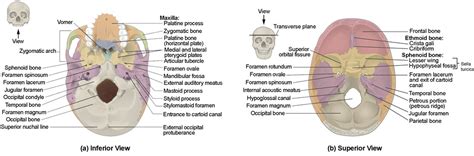 Skull Inferior Views Diagram Quizlet