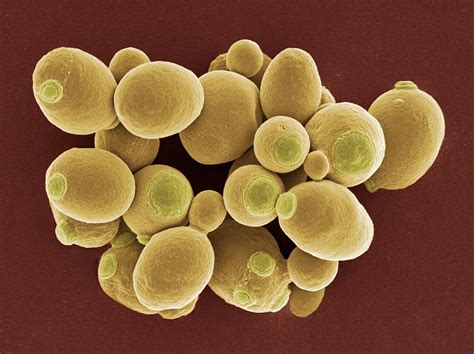 Yeast Cells Under Microscope 400x Micropedia