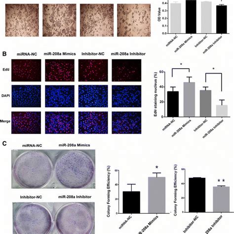 Over Expression Of Mir A Promoted Cellular Proliferation A The