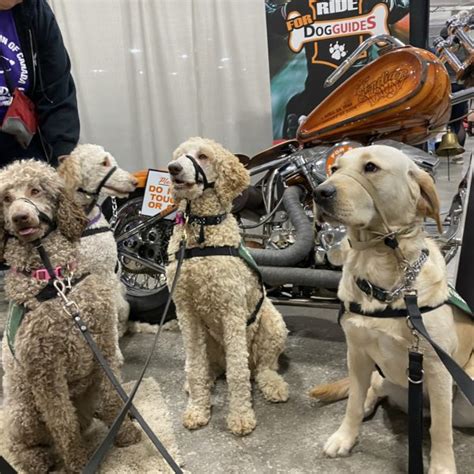 T Guide Lions Foundation Of Canada Dog Guides