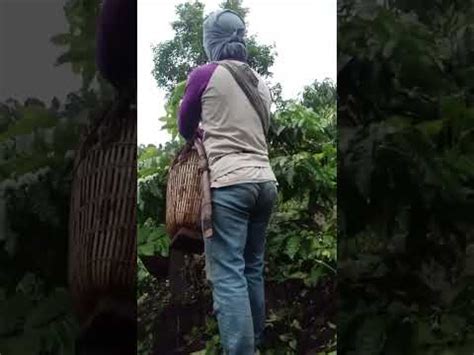 Berasa Pacaran Di Kebun Kopi Bersama Istritercinta Mbolang Viral Buah