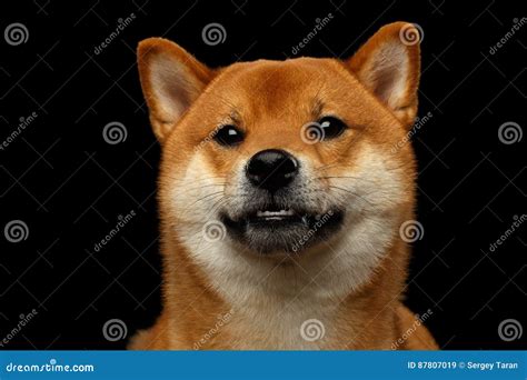 Shiba Inu Black Color Cute Japanese Dog Side Face Royalty Free Stock