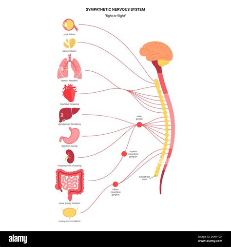 Sympathetic Nervous System Illustration Stock Photo Alamy