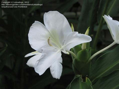 Plantfiles Pictures Hedychium Species Butterfly Ginger Butterfly