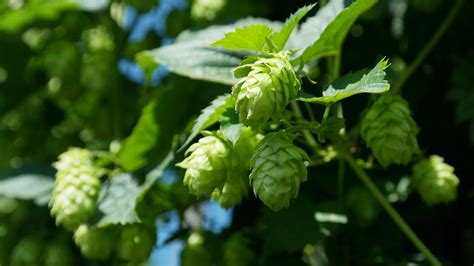 Some Aroma Hops Don't Like Spring Heat. So Will a Warming Climate Change the Taste of Beer ...