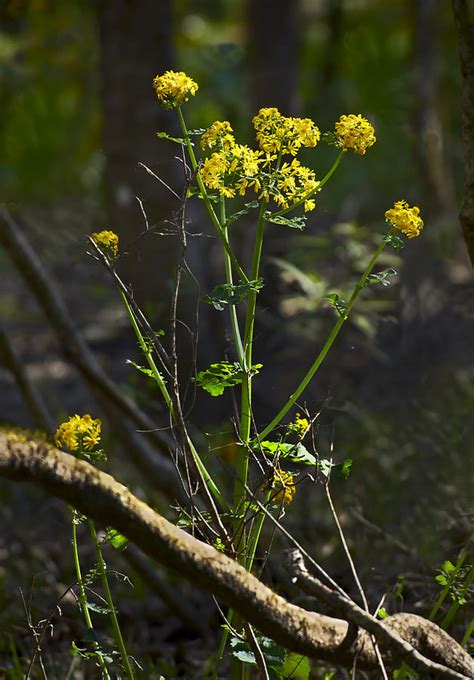 Swamp Flowers Photograph By Bill Chambers