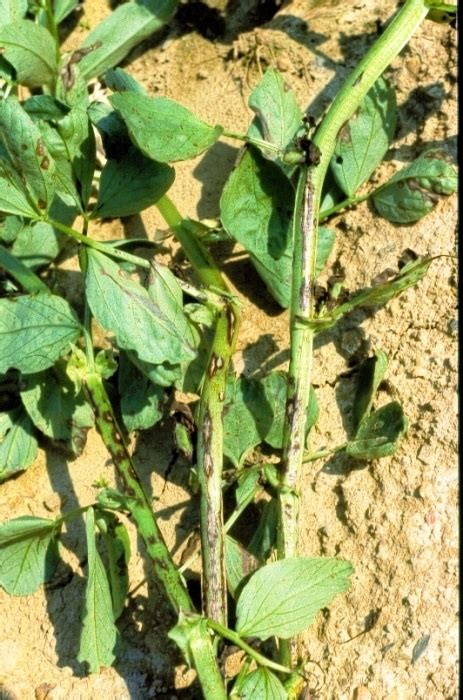 symptoms  ascochyta blight  faba bean stems