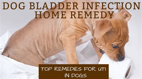 How To Treat A Uti In Female And Male Dogs Signs And