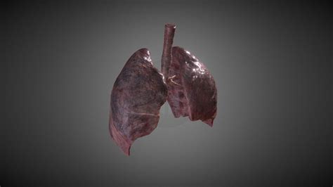 Smoker S Lungs Animated Buy Royalty Free 3D Model By AVRcontent