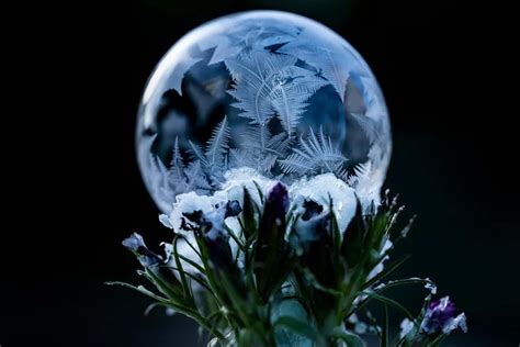 Plantes Floraison Nocturne Sublimer Votre Jardin La Tomb E De La