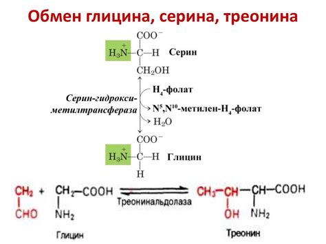 Обмен белков и аминокислот - презентация онлайн