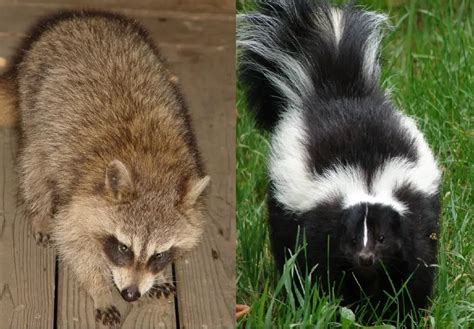 Province Launches Study To Determine Skunk And Raccoon Population | 91. ...