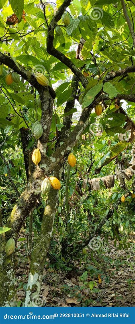 Chocolate Fruit In Indonesia Stock Image Image Of Forest Yellow