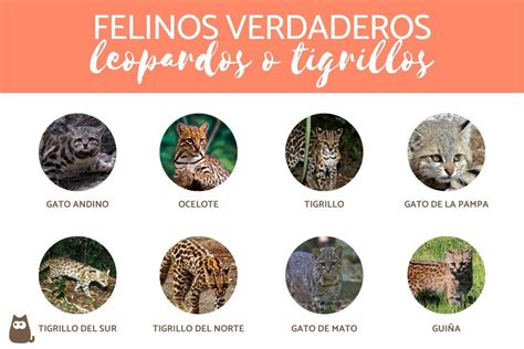 Tipos de FELINOS Características y ejemplos con fotos