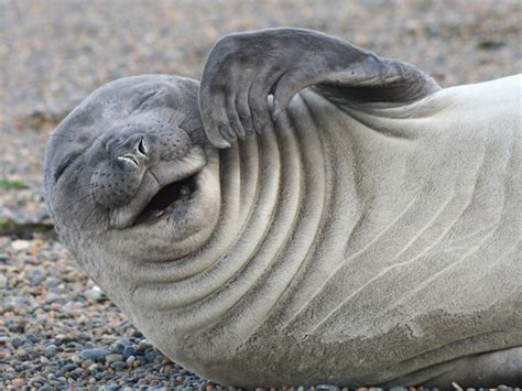 16 Laughing Seal Pictures Proving These Animals Know How To Live