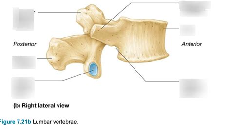 Lumbar Vertebra Lateral View