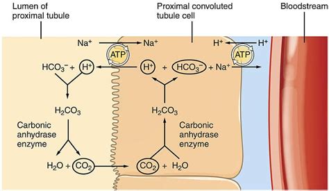 Urinary Regulation of Acid Base Balance - TeachMePhysiology