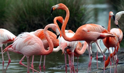 Flamant rose Réserve zoologique de la Haute Touche