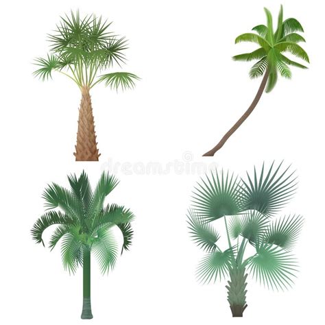 Exotic Tropical Realistic Palm Tree Collection Set Stock Illustration