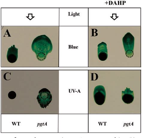 Figure 6 From The Role Of Cyanopterin In UV Blue Light Signal