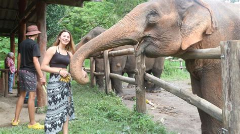 Chiang Mai Doi Inthanon National Park Elephants Sanctuary Getyourguide