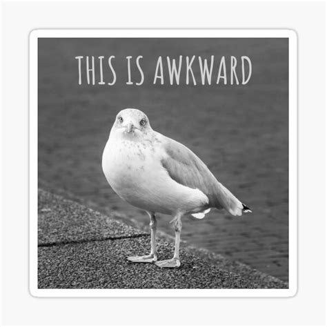 This Is Awkward Bird Meme Sticker For Sale By Sevillaanimals Redbubble