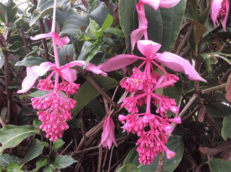 My Malaysian Orchid Tree Beginning To Bloom : r/gardening