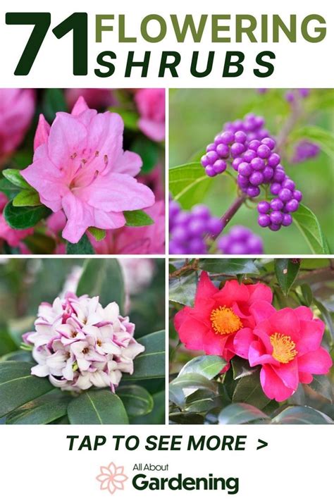 Pictures Of Flowering Shrubs With Names Image To U