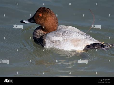 Common Pochard Aythya Ferina From Camargue France Stock Photo Alamy