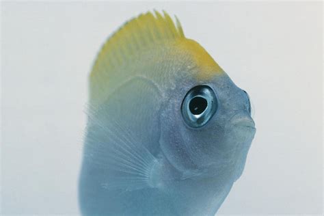 Swallowtail Angelfish Fish Breed Profile