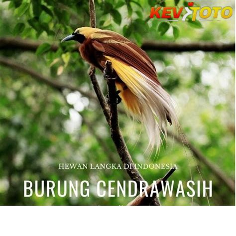 Fauna Dan Flora Indonesia