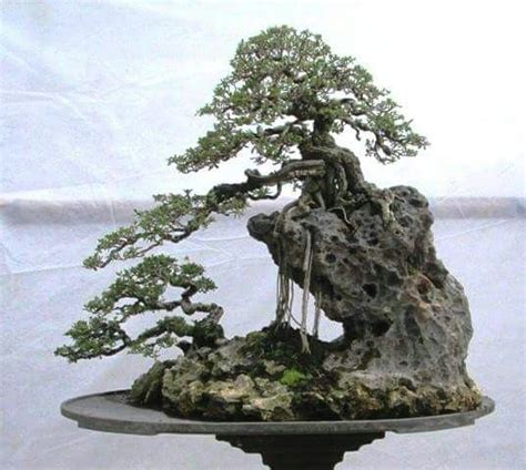 Bonsai Penjing at Bonsai