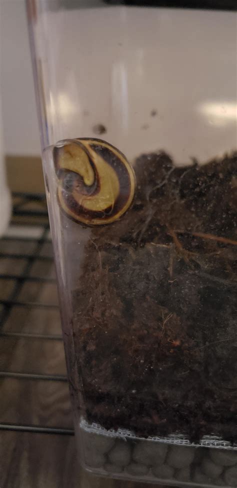 Grove snail hibernates all the time : r/snails
