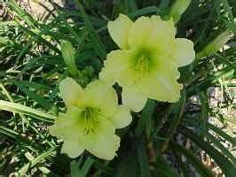 Daylily Hemerocallis Irish Curls In The Daylilies Database Garden Org