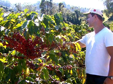 G1 Colheita de café antecipada na região deve elevar a produção em