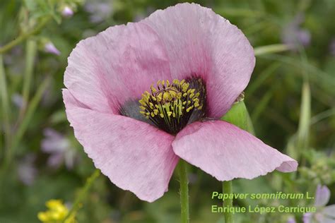 Papaver somniferum L subsp setigerum DC Corb Pabellón de