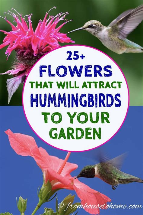 Hummingbird Plants 25 Of The Best Flowers That Attract Hummingbirds