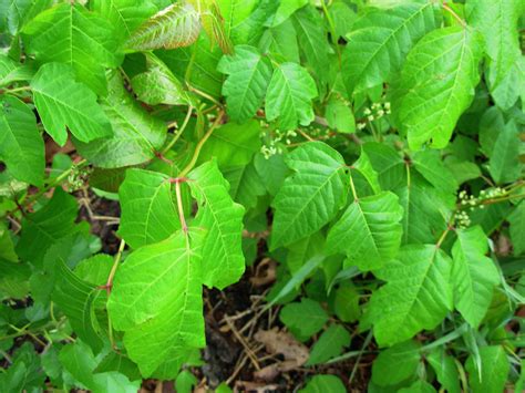 Free Picture Poison Ivy Plant Leaves Toxicodendron Radicans