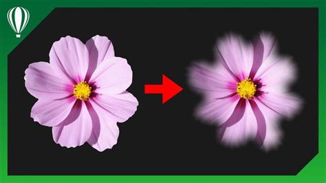 Two Pink Flowers Are Shown With An Arrow Pointing To The Center And One