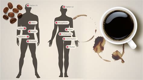 Infografik Was Bewirkt Kaffee Im K Rper News Srf