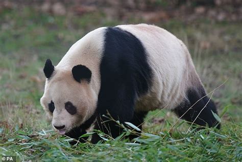 Eats Shoots And Leaves Uks Only Giant Pandas Yang Guang And Tian